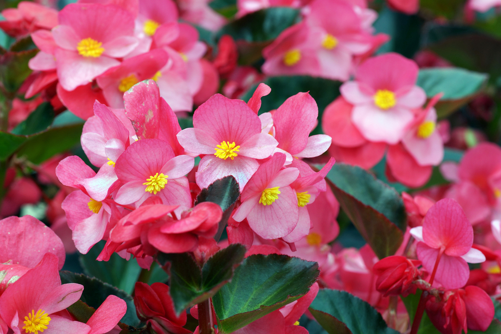 Begonia's, zomerbollen