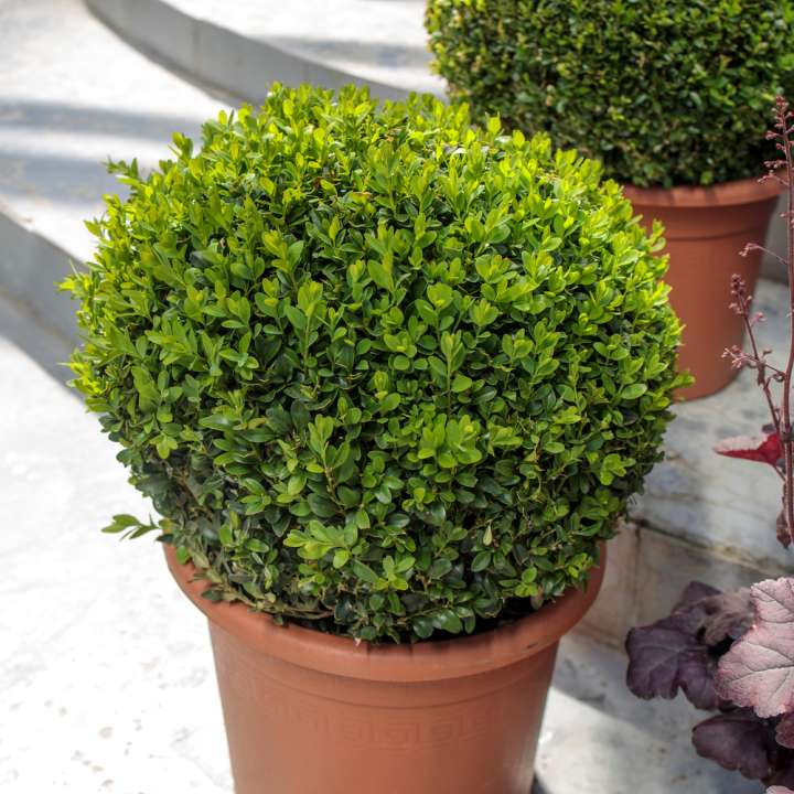 Buxus - Luyckx