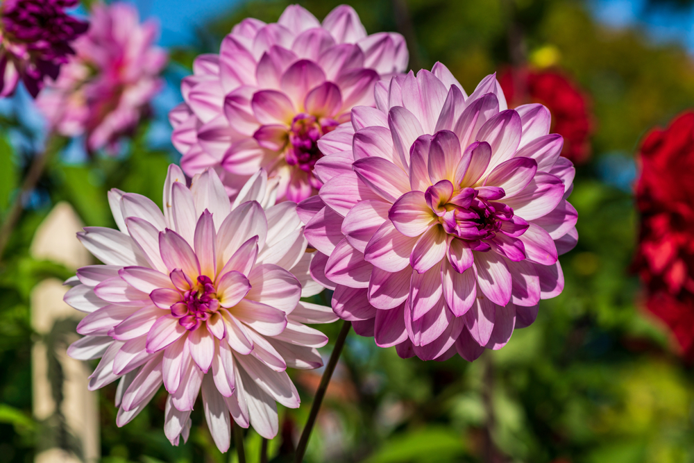 Dahlia's, zomerbollen 