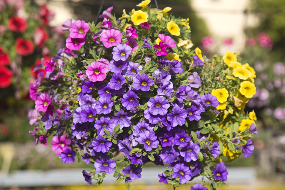 Moederdagcadeau | hanging baskets | tuincentrum Gistel | Luyckx