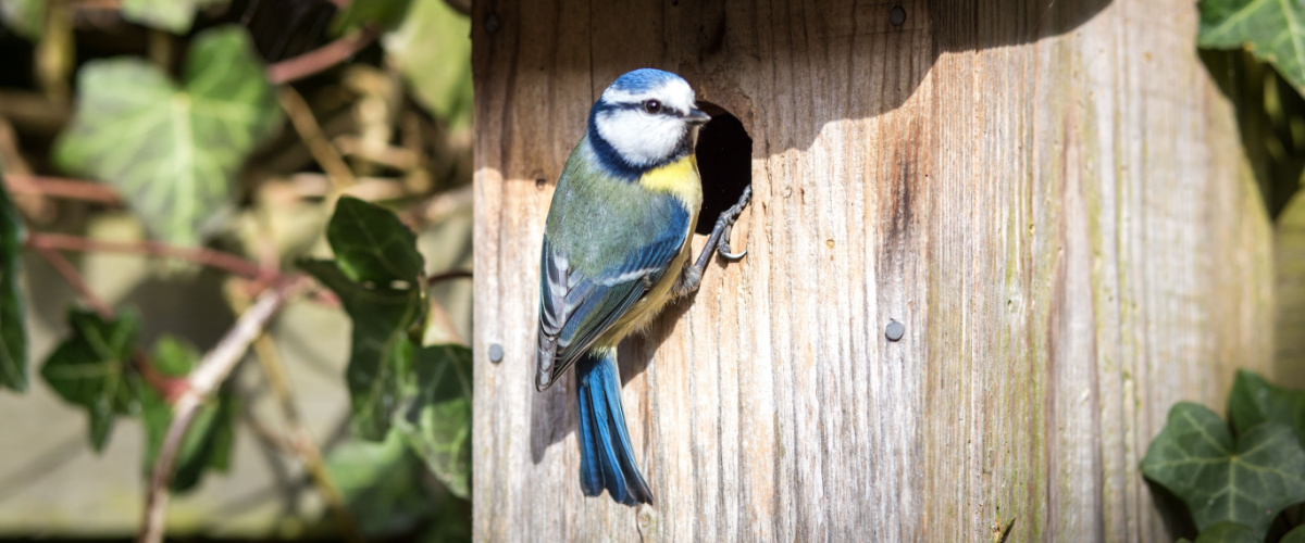 Help dieren de winter door met vogelhuisjes - Luyckx