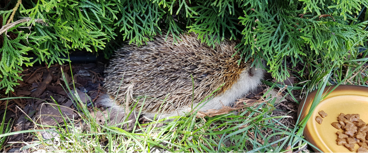 Help egels in de winter - Luyckx