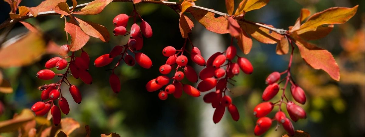 Inheemse planten - Luyckx