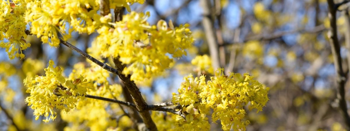 Inheemse planten - Luyckx