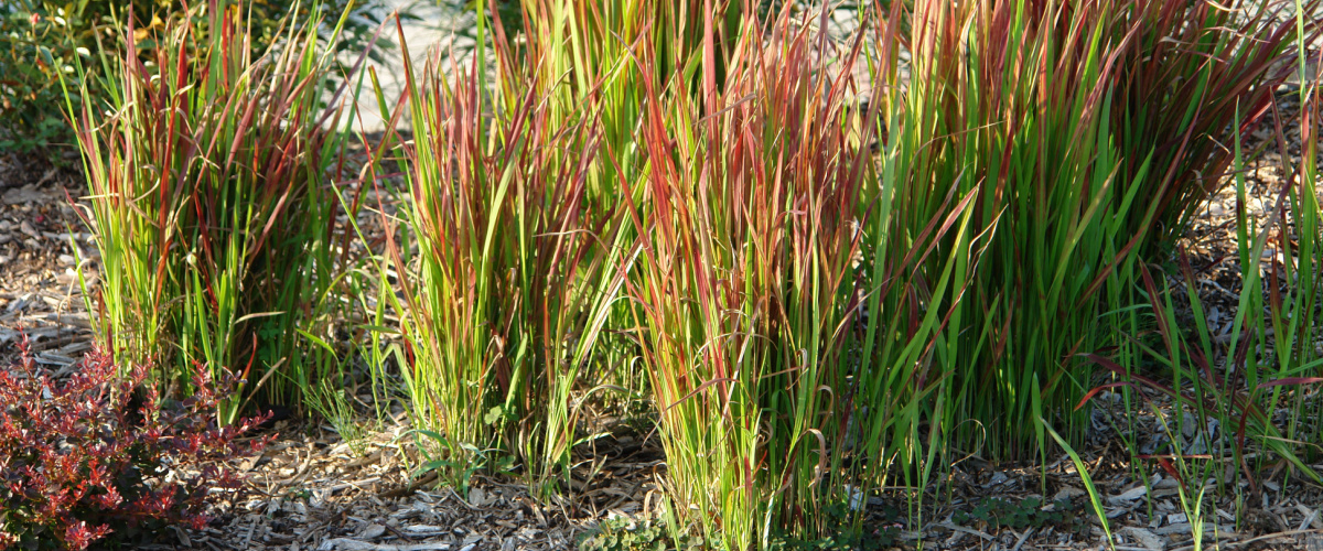 Japans bloedgras - Tuincentrum Luyckx (2)