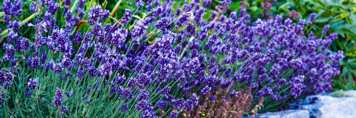 Lavendel snoeien - Tuincentrum Luyckx