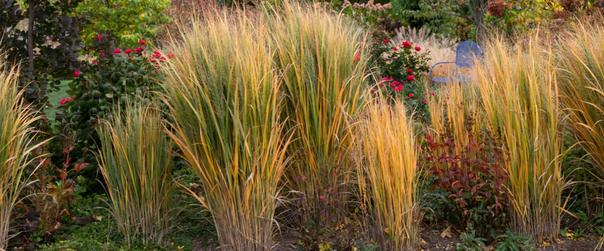 Panicum vingergras - Tuincentrum Luyckx