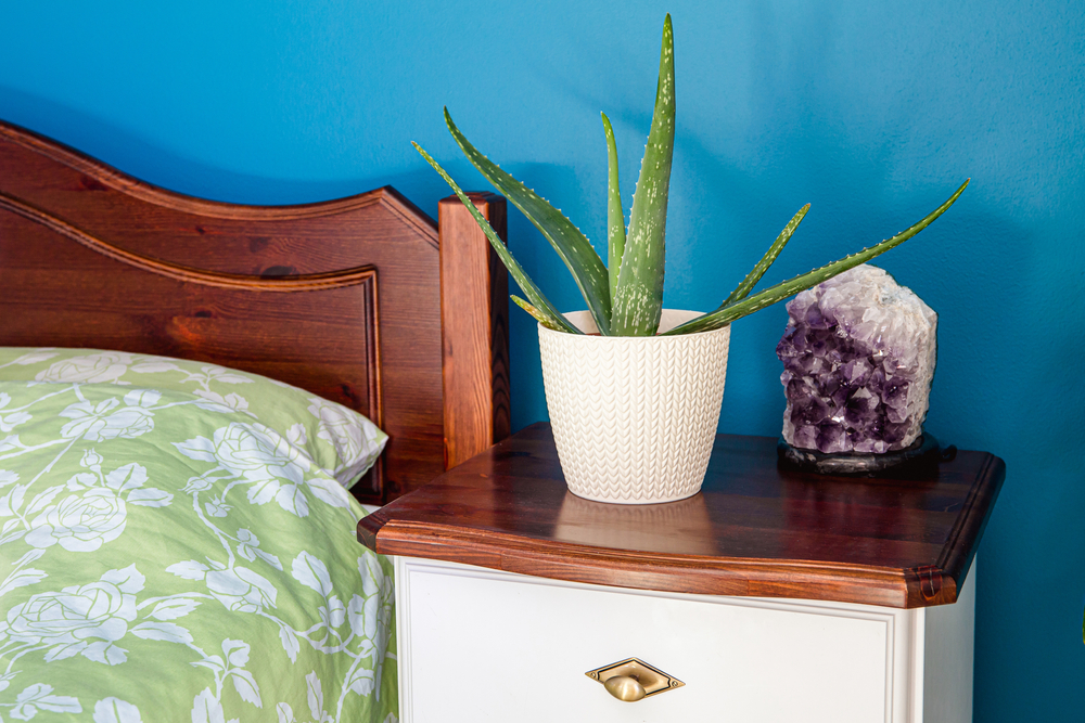 Luchtzuiverende kamerplant Aloe Vera in de slaapkamer - Luyckx