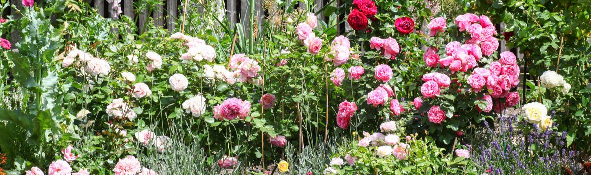 Zomerbollen - Tuincentrum Luyckx