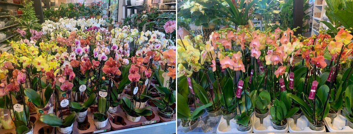 Bloeiende kamerplanten orchideeën - Tuincentrum Luyckx