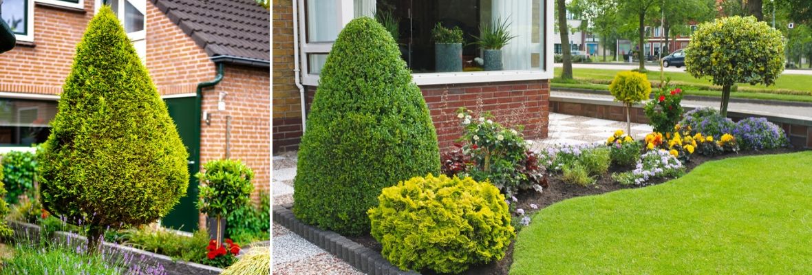 Bomen, heesters en coniferen in de tuin -  Luyckx