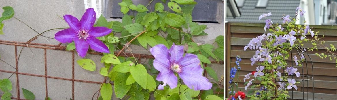 Clematis Viticella - Tuincentrum Luyckx