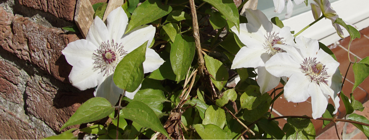 Clematis armandii - Tuincentum Luyckx