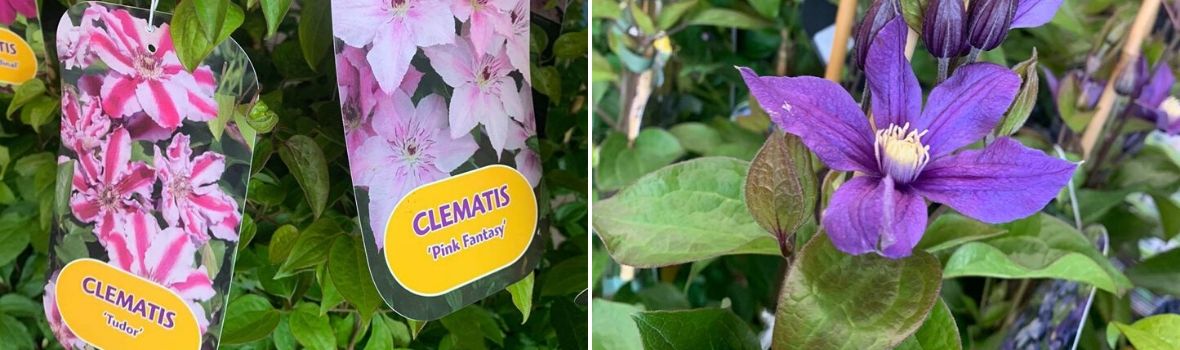 Clematis klimplanten - Tuincentrum Luyckx