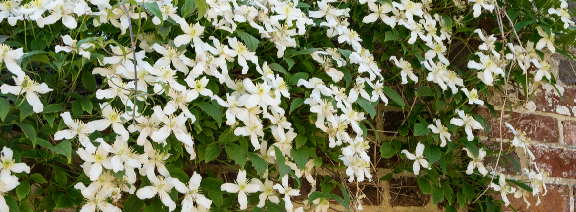 Clematis montana - Tuincentrum Luyckx