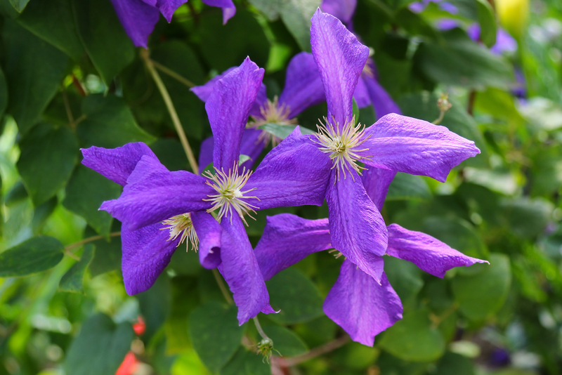 Clematis viticella - Tuincentrum Luyckx