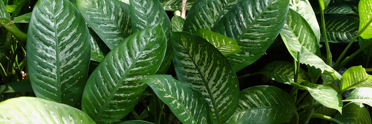 Dieffenbachia - Luyckx