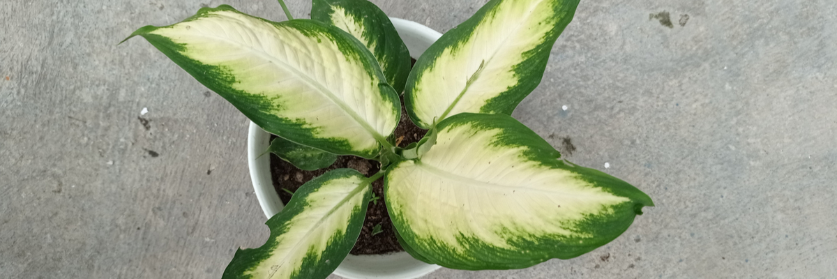 Dieffenbachia Seguine - Luyckx