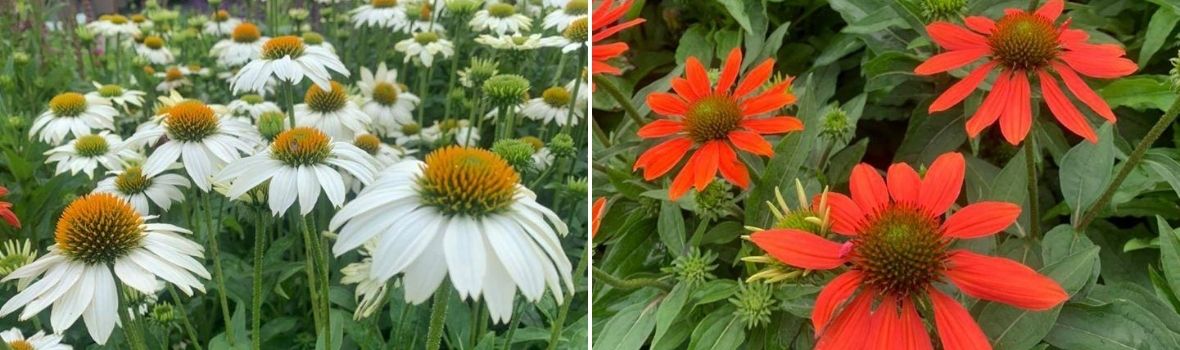 Echinacea - Tuincentrum Luyckx