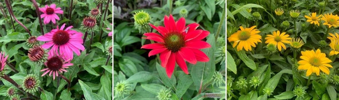 Echinacea - Tuincentrum Luyckx