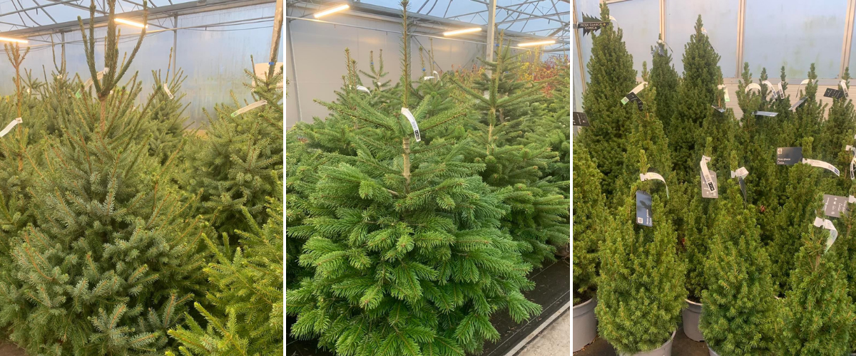 Onregelmatigheden reguleren snijden kerstbomen kopen - Tuincentrum Luyckx