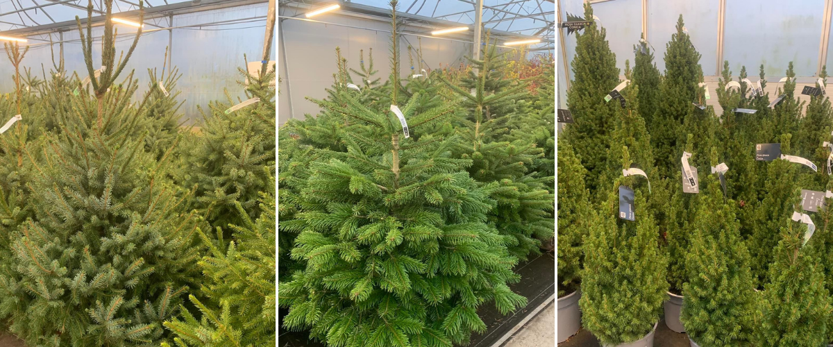 kerstbomen Tuincentrum Luyckx