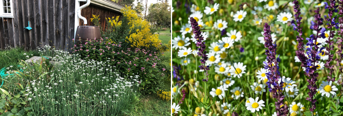 Ecologische tuin - Luyckx