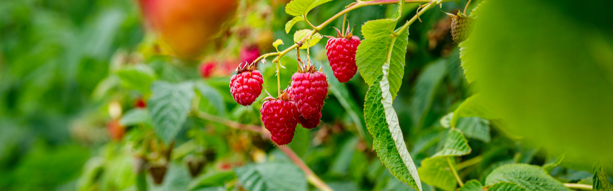 Fruit - Tuincentrum Luyckx