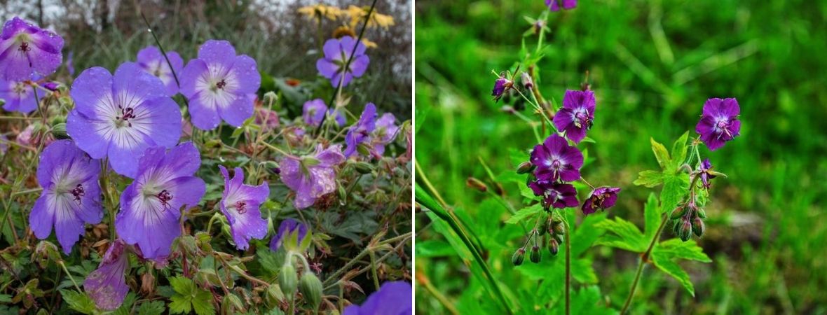 Geranium - Tuincentrum Luyckx