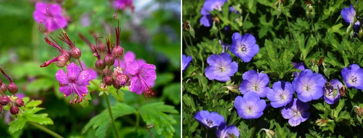 Geranium - Tuincentrum Luyckx