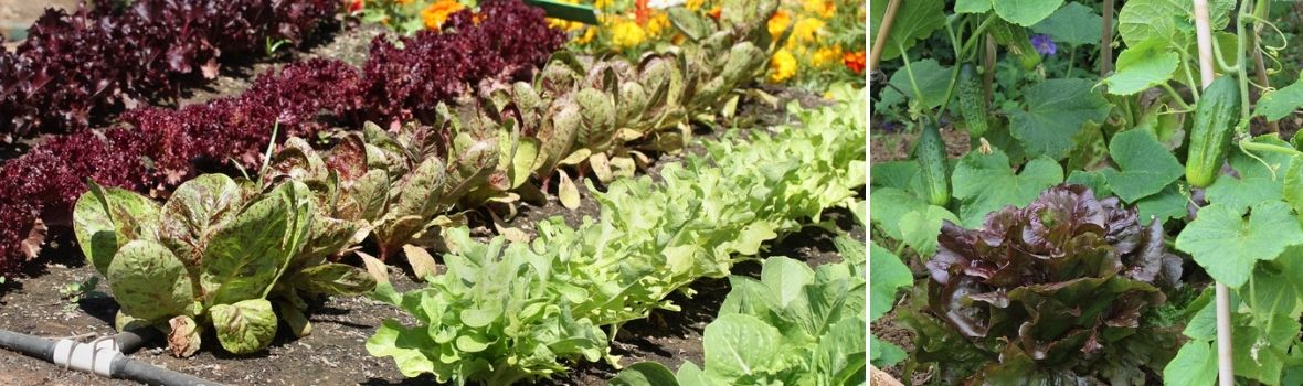 waardigheid Nietje vroegrijp Groenten - Tuincentrum Luyckx