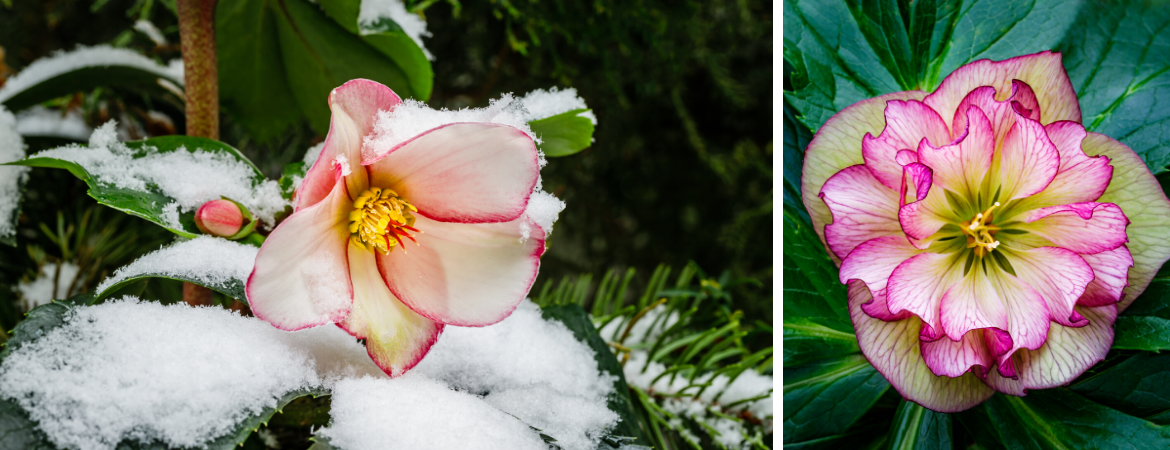 Helleborus Tuincentrum Luyckx