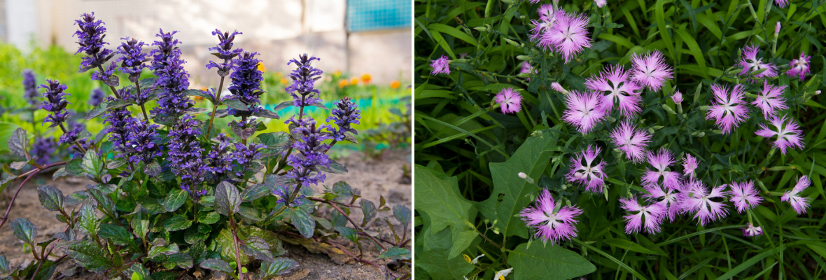 Inheemse planten - Luyckx