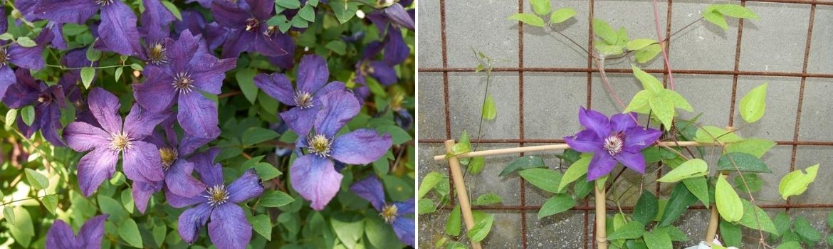 Italiaanse clematis - Tuincentrum Luyckx