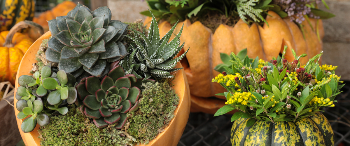 Kamerplant arrangementen - Luyckx