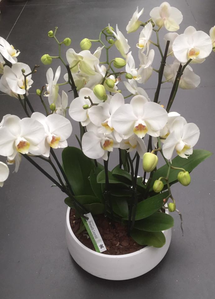 Prachtige orchideeën en meer kamerplanten nabij Brugge