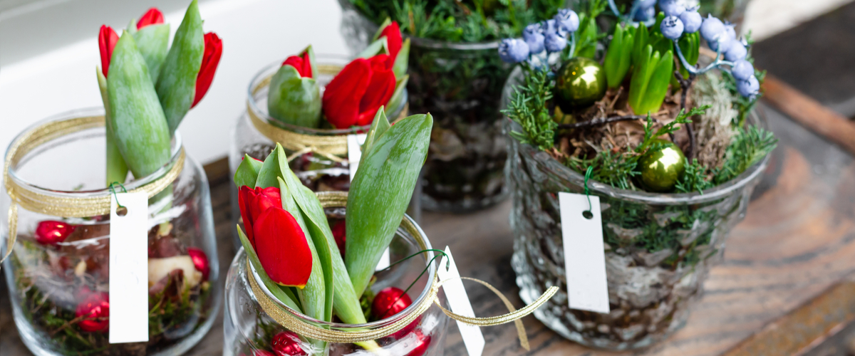 Kerst plant arrangement - Luyckx