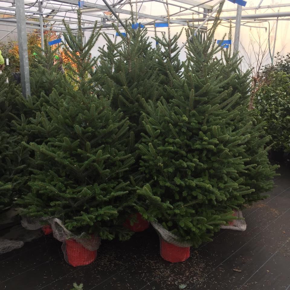 Op naar kerstbomen nabij Oostende? - Tuincentrum Luyckx