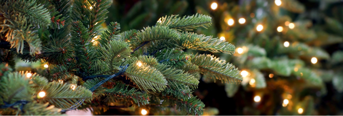 een beetje Avonturier Meestal kerstbomen kopen - Tuincentrum Luyckx