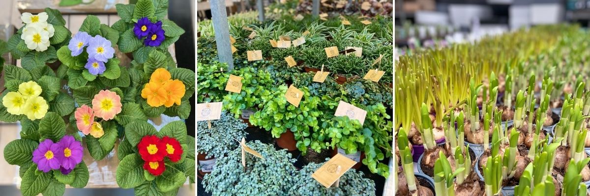 Lente tuinplanten - Luyckx
