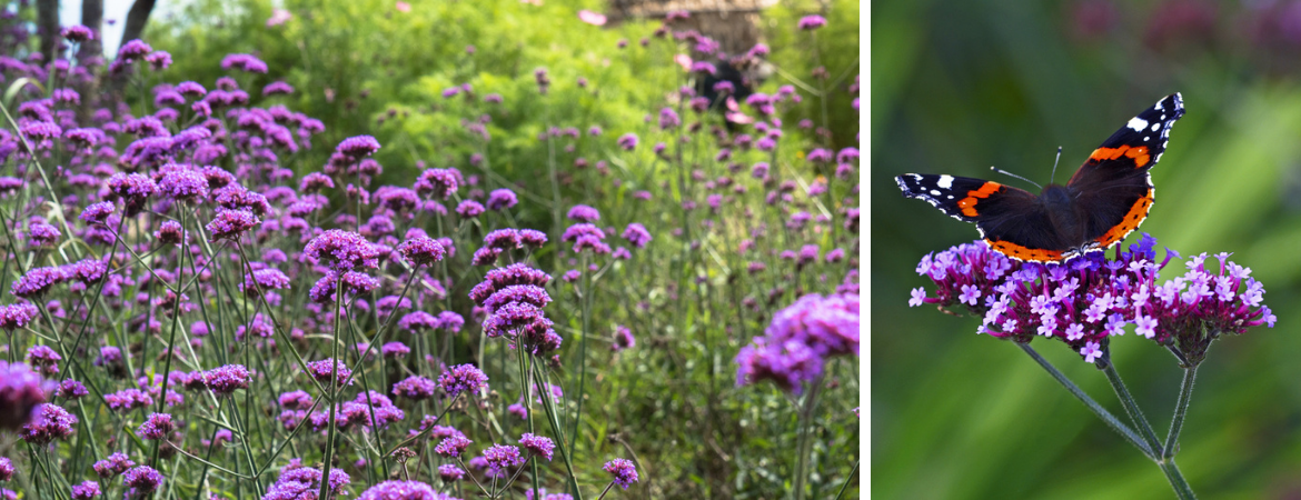 IJzerhard Verbena Bonariensis Tuincentrum Luyckx