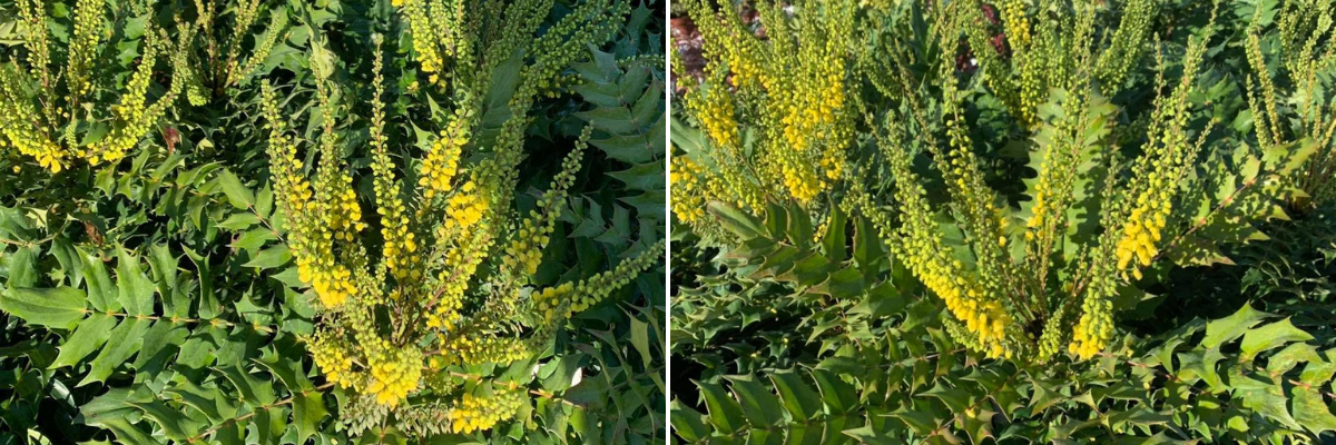 Mahonia x media Winter Sun - Luyckx