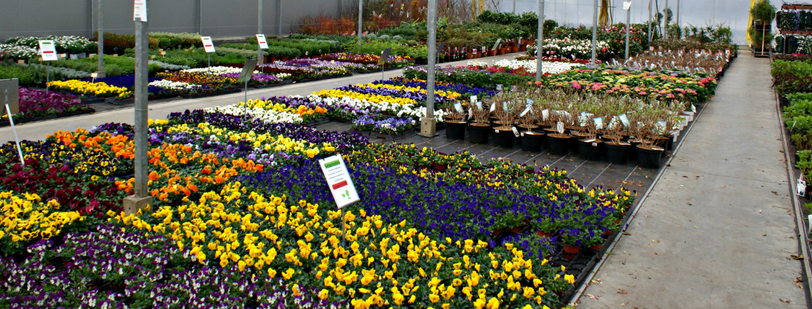 Tuinplanten_Tuincentrum Luyckx