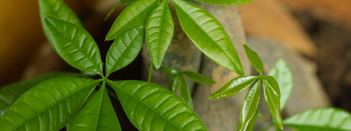 Pachira aquatica - Tuincentrum Luyckx