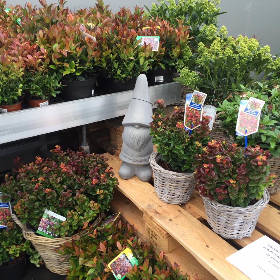 De leukste planten koopt u bij Tuincentrum Luyckx nabij Oostende