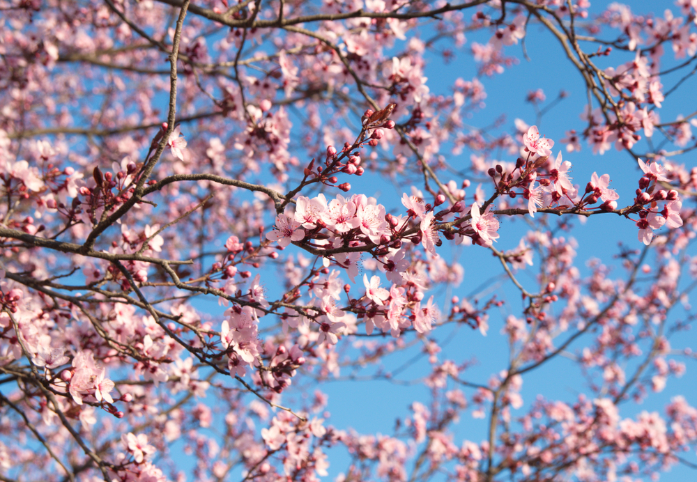 Prunus takken en bomen van tuincentrum Luyckx