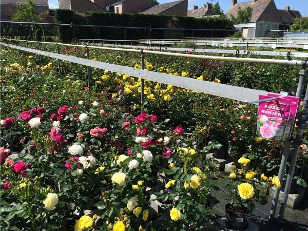 Rozenafdeling tuinplanten buitenafdeling - Tuincentrum Luyckx Gistel