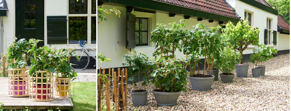 Mevrouw ginder Geologie Fruitbomen - Tuincentrum Luyckx