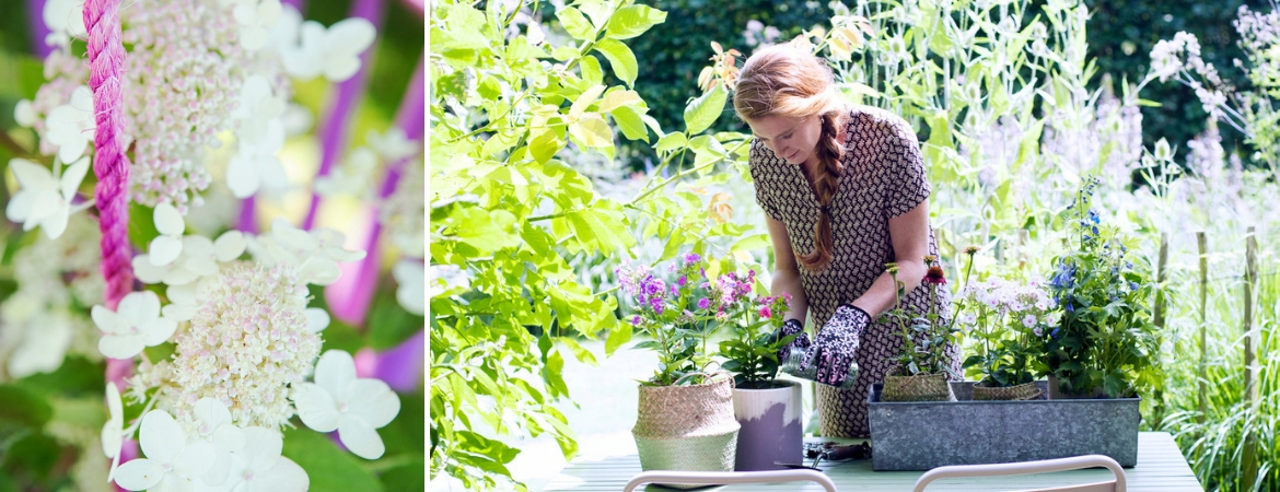 Vaste planten_Tuincentrum Luyckx