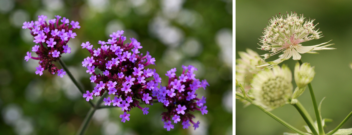 Verbena bonariensis en Zeeuws Knoopje waardevolle vaste planten